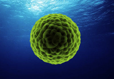 Green-Cell-Algae-Plankton-cell